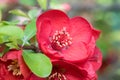 Flowering quince Chaenomeles x superba Crimson & Gold, close-up of flower